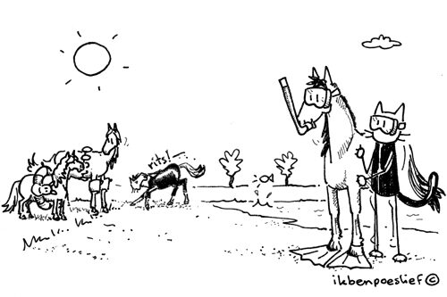 20120918-zwemmen-met-paarden-1-6619540