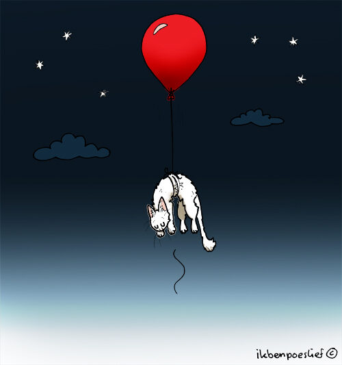 20130508-witte-poes-2148196