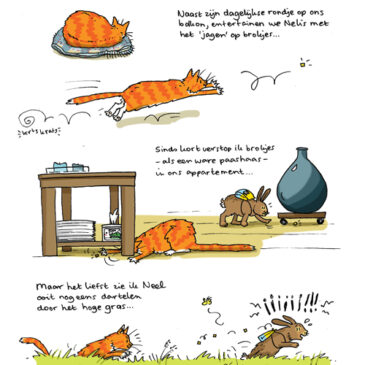 Kattenmanieren: binnen- of buitenkat?